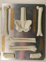 Large Skeleton (bottom half) H103